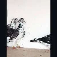 بزک|پرنده|مشهد, کوی سیدی|دیوار