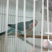 سه جفت راهب آبی بیگ‌ سایز