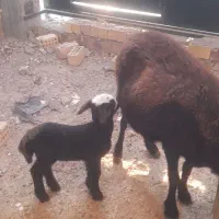 گوسفند افشار|حیوانات مزرعه|کلاله, |دیوار