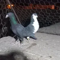 ۵ عدد کبوتر