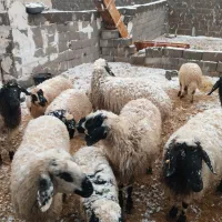 بره چاق فروشی کسی خواست درخدمتم