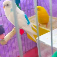 جفت مرغ عشق مولد و یک عدد تک هر (سه رنگ خاص)