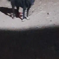 واگذاری سگ قدرجونی