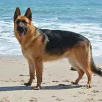 ژرمن یا مالینیوز قبول میکنم