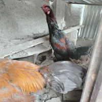 خروس لاری افغان ۲۵۰۰