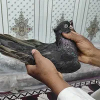 کبوتر سربی|پرنده|شادگان, |دیوار