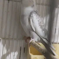 عروس البنو زیبا نر|پرنده|قم, علی آباد سعدگان|دیوار