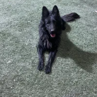 ژرمن بلک ماده