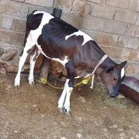 گاو و گوساله|حیوانات مزرعه|بندرعباس, |دیوار