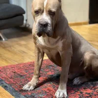 سگ فوق گم شده در محدوده فاز ۴ مهرشهر