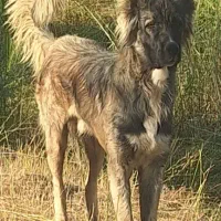 سگ آلابای و قدرجونی ۲ساله