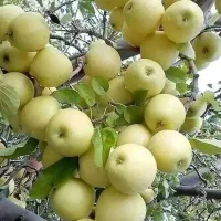 فروش نهال|گل و گیاه طبیعی|اراک, |دیوار