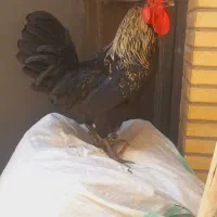 خروس