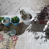 بدلیل کمبود جا و کمبود آب|گل و گیاه طبیعی|قیدار, |دیوار