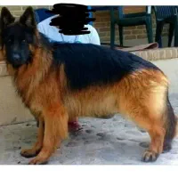 دو قلاده ژرمن  ماده باردار ، کلاس A ، کینگ سایز