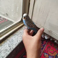 یه جفت مرغ عشق آماده تخم گذاری و یک نر مست