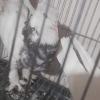 کبوتر طوقی نسل اجوری زری قهوای|پرنده|سنندج, |دیوار