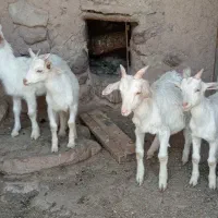 بزغاله نر سانن اصل