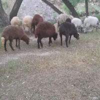 انواع بره ریز نر گوسفند پرواری قربانی