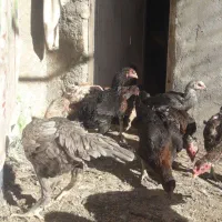 تعدادحدود۸تالاری بزرگ اس تخم گدار و۳تاخروس گلین|حیوانات مزرعه|مشهد, ادیب نیشابوری (شهرک غرب)|دیوار