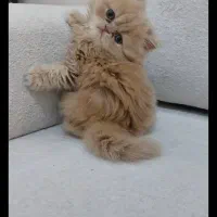 گربه پرشین سوپرفلت ماده