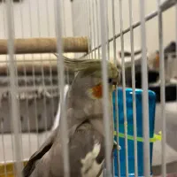 جفت عروس هلندی تخم گزار