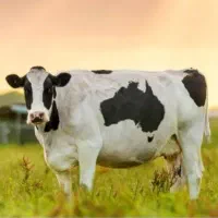 استخدام کار در گاوداری