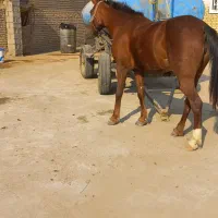 اسب اصیل عرب|اسب و تجهیزات اسب‌سواری|حمیدیه, |دیوار