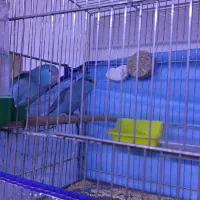 طوطی پروتلت بندانگشتی|پرنده|قم, بلوار امین و ساحلی|دیوار