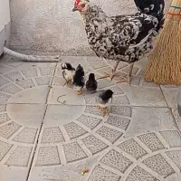مرغ گلین اصل با جوجه گلین
