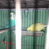 ۲تا نر مرغ عشق