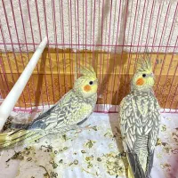 عروس هلندی یکی نر یکی ماده با قفس|پرنده|شاهرود, |دیوار