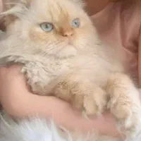 گربه نر پرشین  برای تولید مثل