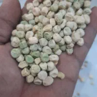 بذر نخود فرنگی مجارستانی