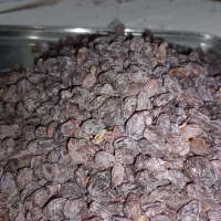 کشمش آفتابی|خوردنی و آشامیدنی|ساوه, |دیوار