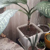 گل وکیاه|گل و گیاه طبیعی|ملایر, |دیوار