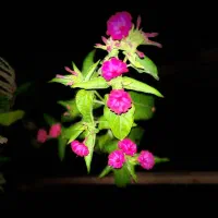 تهران ساعت حرکت ۱۰ شب شنبه شب با سواری