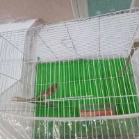 عروس هلندی قناری|پرنده|تربت جام, معدآباد|دیوار