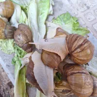 فروش ویژه حلزون مولد وجوجه حلزون