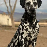 سگ دالمیشن شکاری پویینتر