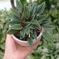 گلهای آپارتمانی گلخونه سوگلی|گل و گیاه طبیعی|بجنورد, |دیوار