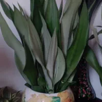 سانسوریا|گل و گیاه طبیعی|لاهیجان, آهندان|دیوار