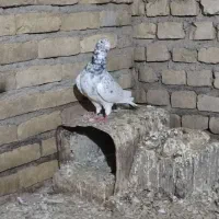 کبوتر گمشده