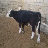 اصل هلشتاین.سیمینتال ماده