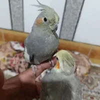 عروس هلندی