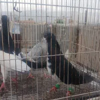 شیرسیاه خوشگل پرشی