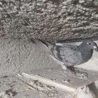 کبوتر پلاکی