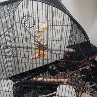 قفس