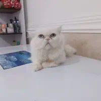 پرشین فلت|گربه|بوشهر, |دیوار