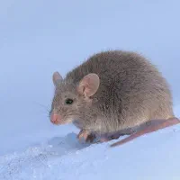 شرکت سمپاشی مدرن با سابقه ۳۳ سال ..سم پاشی